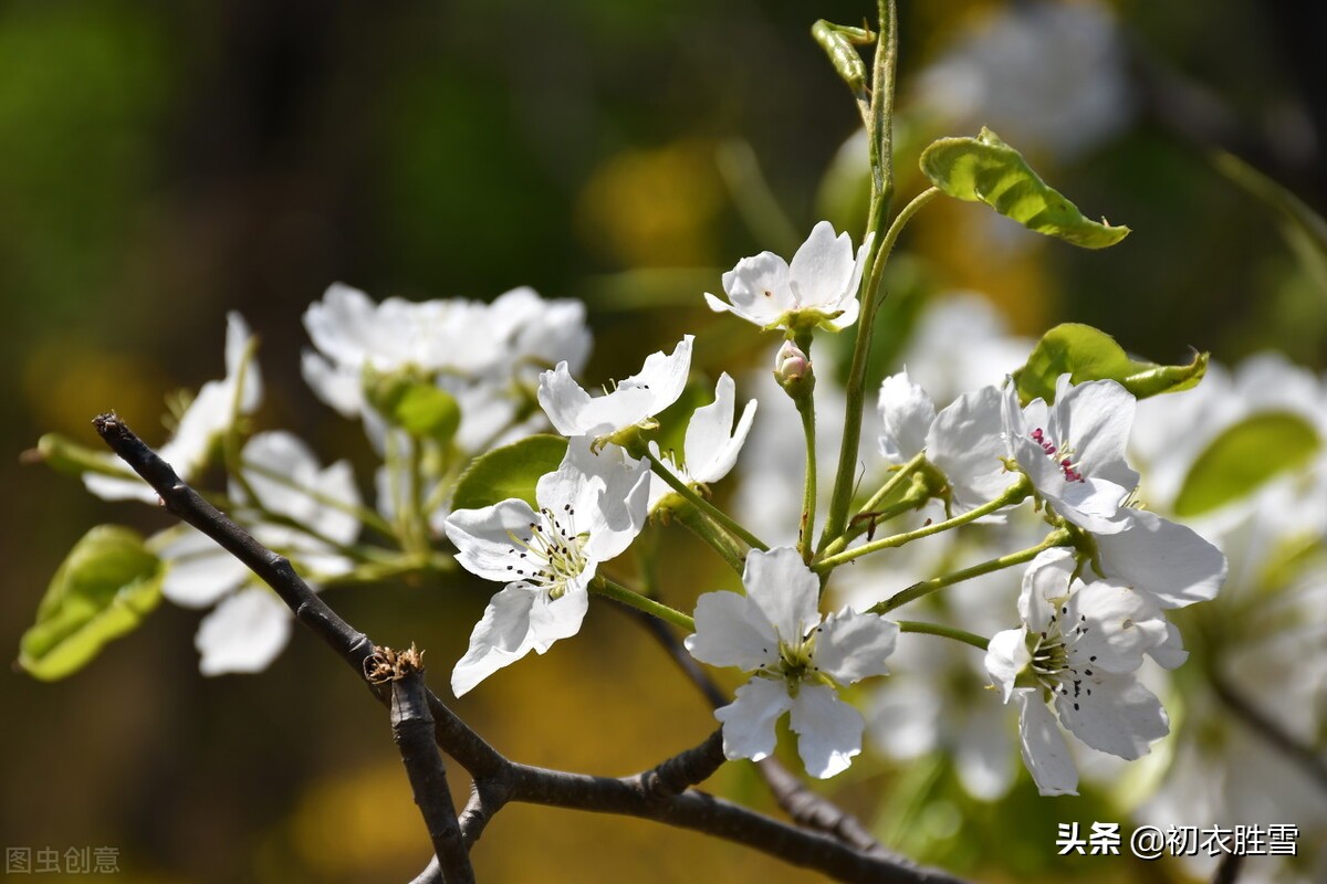 梨花属于什么生肖,定性说明解析_影像版82.777