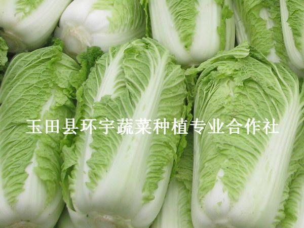 白菜网盛宴，最新白菜网大全一网打尽网络世界精彩内容